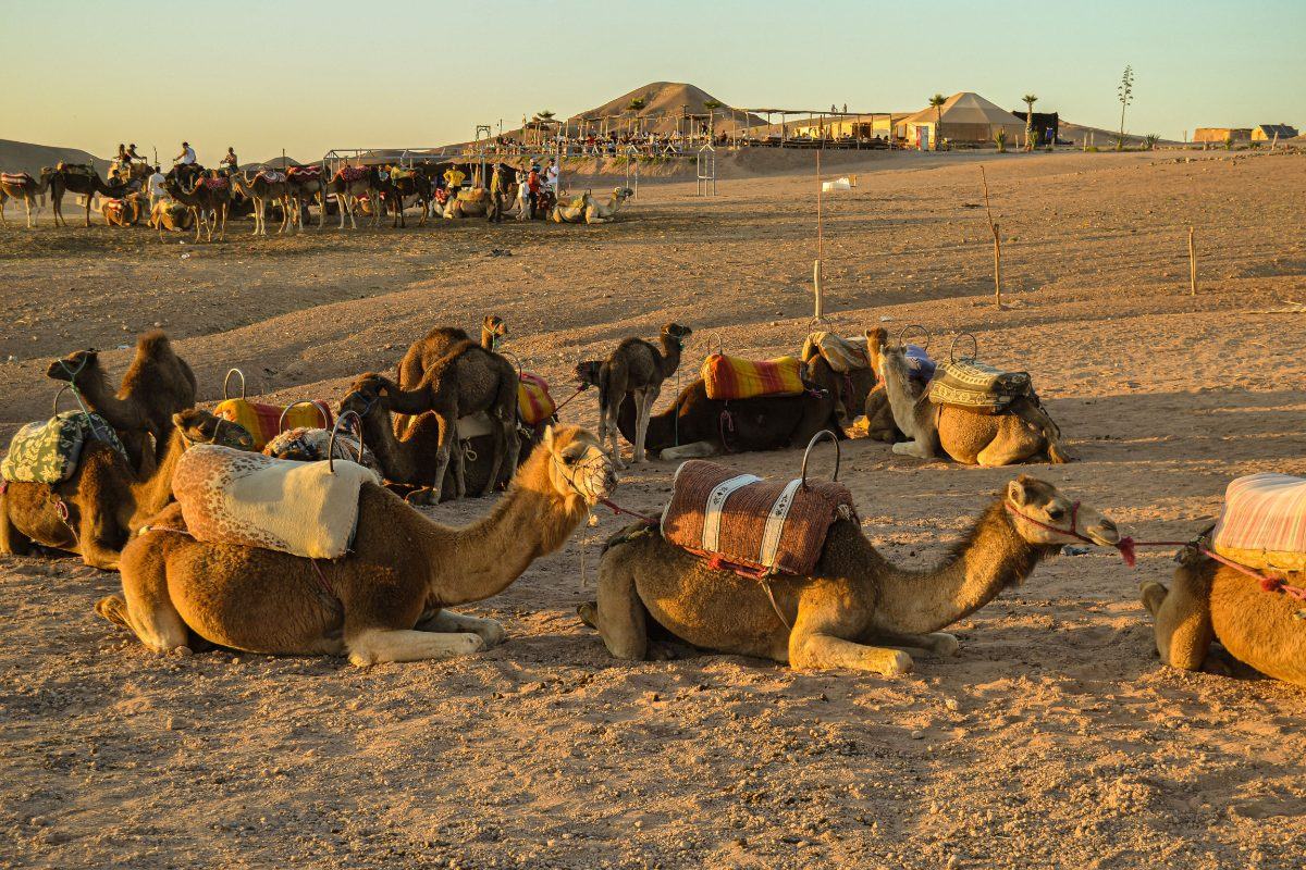 Camels resting at a camp in the Agafay Desert